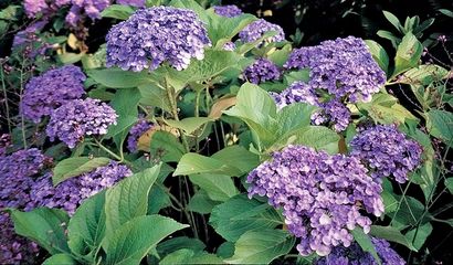 Ortensie Ortensia Hydrangea macrophylla Ayesha