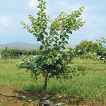 Albicocco in allevamento dopo la potatura verde