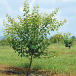 Albicocco in allevamento prima della potatura verde