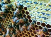 api-miele-nutrizione-inverno-vita-in-campagna-410×240