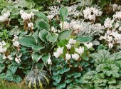 Bordura di Cyclamen ciclamini bianchi a fiore