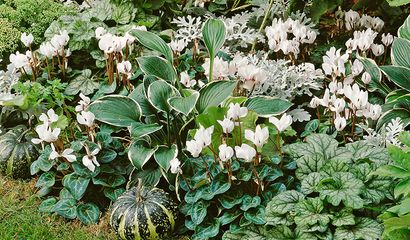 Bordura di Cyclamen ciclamini bianchi a fiore