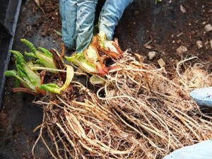 Moltiplicazione primula comune 1