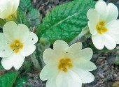 Primula Rosati