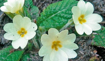 Primula Rosati