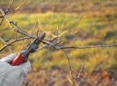 potatura-melo-inverno-vita-in-campagna