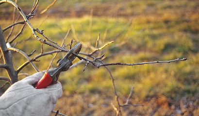 potatura-melo-inverno-vita-in-campagna