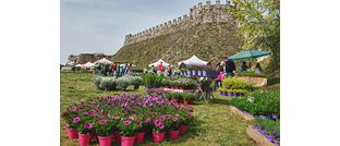 Fiori nella Rocca 3