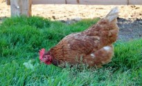 Gallina ovaiola alimentazione pascolo