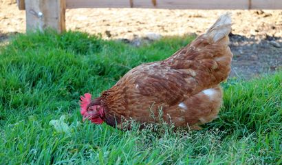 Gallina ovaiola alimentazione pascolo