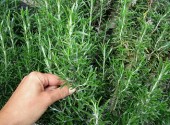 Moltiplicare il rosmarino talea