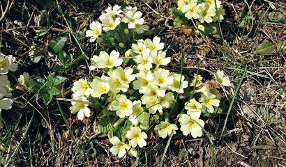 Primula comune