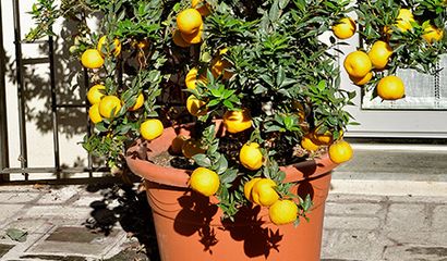 CHINOTTO in vaso