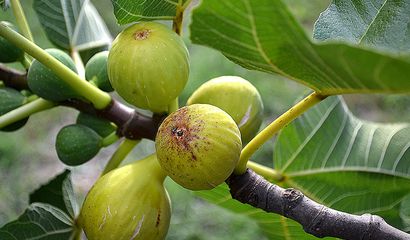 Fichi sulla pianta