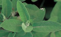 Foglie Salvia orto