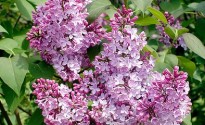 Lillà Syringa vulgaris – Copia