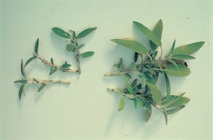 Talea salvia orto 2