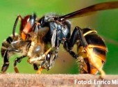 Vespe Velutina Foto Enrico Miglietta – Copia