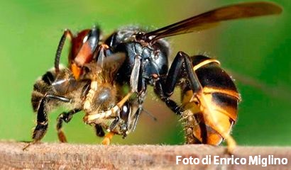 Vespe Velutina Foto Enrico Miglietta – Copia