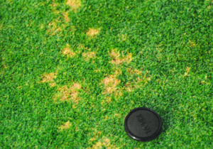 Dollar spot