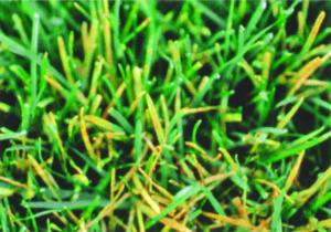 Rusts-Ruggini