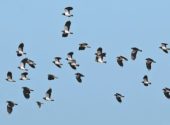 Stormo pavoncelle – uccelli migratori