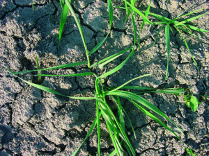 agropyron repens