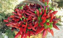 peperoncini