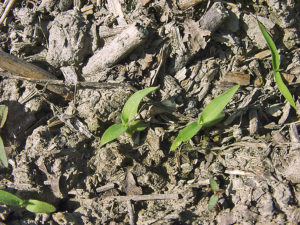 setaria viridis