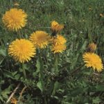 taraxacum officinalis