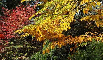 Amamelidi – Hamamelis mollis