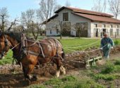 Cavallo da lavoro – Cavallo in agricoltura