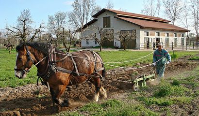 Cavallo da lavoro – Cavallo in agricoltura