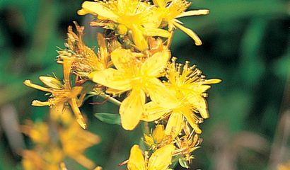 Fiori di iperico_Vita in Campagna