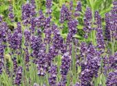 Lavanda Angustifolia_Hidchote