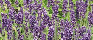 Lavanda Angustifolia_Hidchote