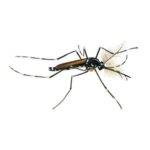 Zanzara tigre (Aedes albopictus)