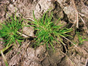 Poa annua