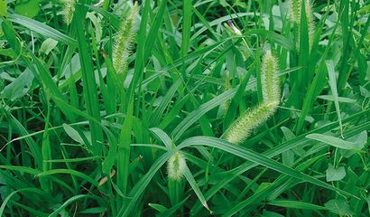 setaria spp