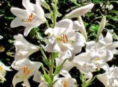 01_giardino_Lilium Candidum_Giglio di sant antonio in giardino_ Vita in Campagna