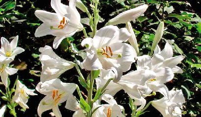 01_giardino_Lilium Candidum_Giglio di sant antonio in giardino_ Vita in Campagna