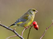 1.Verdone (Carduelis chloris)