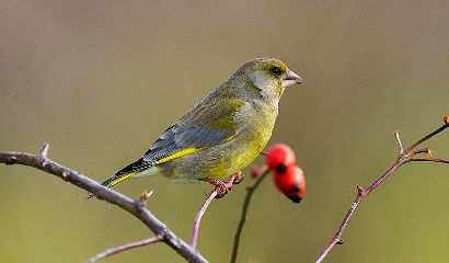 1.Verdone (Carduelis chloris)