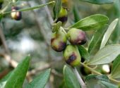 Danni mosca delle olive- Vita in Campagna