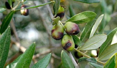 Danni mosca delle olive- Vita in Campagna