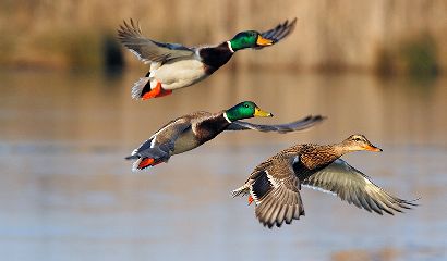 Germano reale (Anas platyrhynchos) in volo