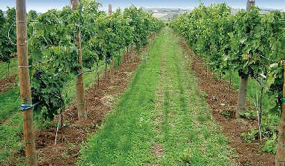 Inerbimento interfila e diserbo meccanico sulla fila_Vigneto_Vita in Campagna