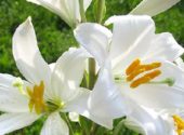 Lilium Candidum_Fiori di Giglio di sant antonio_ Vita in Campagna