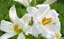 Lilium Candidum_Fiori di Giglio di sant antonio_ Vita in Campagna