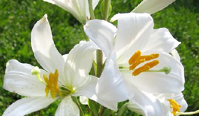 Lilium Candidum_Fiori di Giglio di sant antonio_ Vita in Campagna